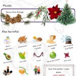 Is your pet safe this Christmas?