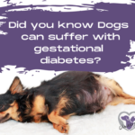 Gestational diabetes dogs