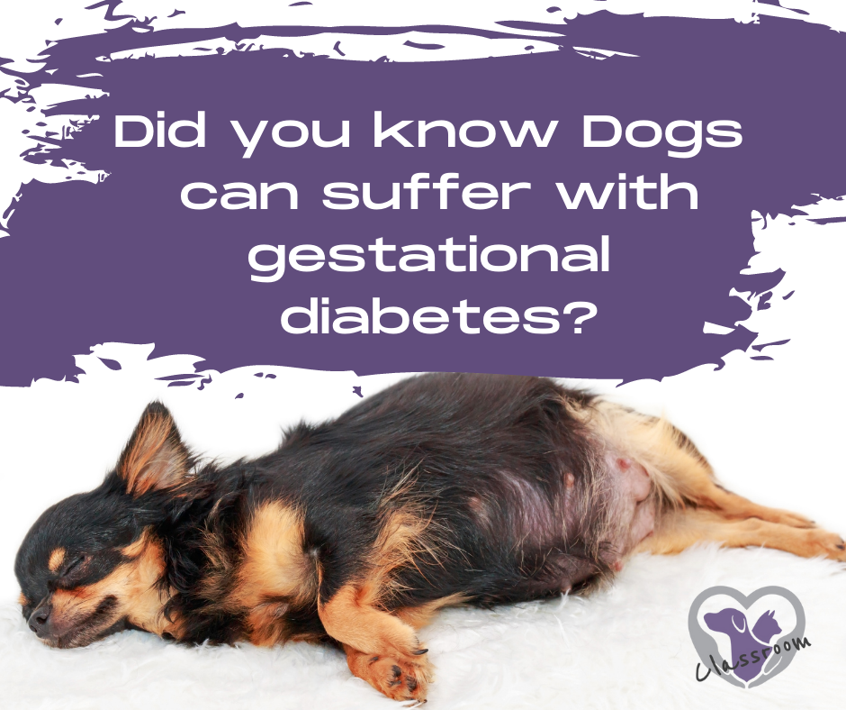 Gestational diabetes dogs