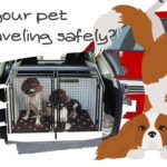 Is your pet traveling safely