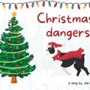 dog=christmas-tree-santa-hat