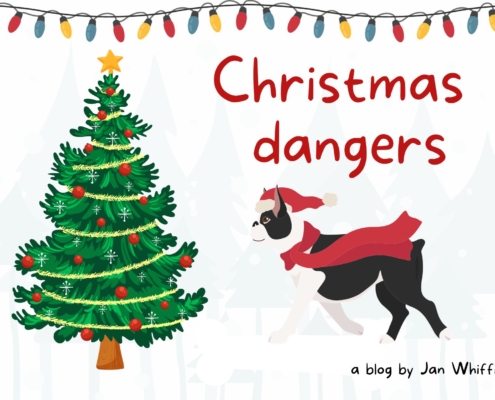 dog=christmas-tree-santa-hat