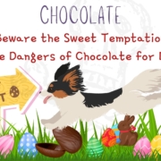 Dog running easter eggs